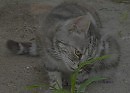 котики рулят