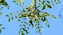 Мыльное дерево