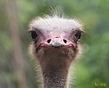 Фото на паспорт