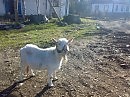 Умная коза