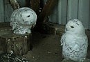 Букля, ты ли это?)))