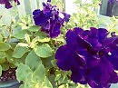 Мои любимые петуньи