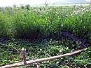 ЗАПАХ СМЕРТИ