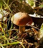 Под осиновик!.
