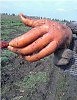 Горбуны (автор-исполнитель С Б Александров-Снегирь )