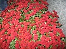 Цветничок
