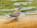 Водные процедуры