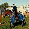 Кубок Дмитрия Донского (2015)