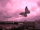 Дайте мне крылья!