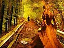 НЕ СПЕШИ В ЛИСТОПАД. ВИДЕО РАИСЫ ПОНОМАРЁВОЙ