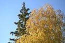 Тайна...  ст.  Адела  Василой