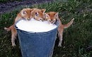 Кошечка (сказка для Элины) Часть вторая