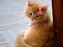 Кошечка (сказка для Элины) Часть четвёртая
