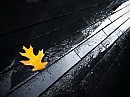 Вороньим криком разрываю....