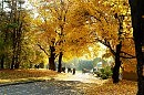 Золото осени