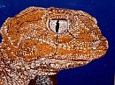 Nephrurus amyae