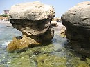 Морские Грибы