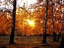 Закат в осеннем лесу.