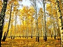 Золото осени