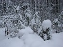 зимний лес