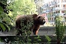 ПАРОДИЯ: Я к цели заветной, сжав зубы, иду…