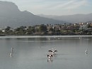 Фламинго