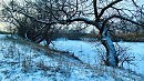 деревья у озера
