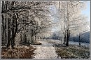 Январь-снегирь