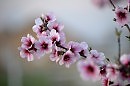 Милая, красивая и нежная...  ст.  Есения