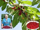 ЛЮБИМАЯ ЧЕРЕШЕНКА