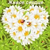 Живое сердце. Часть 14