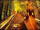 Песня"Разлучница-осень"