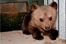 Мишутка