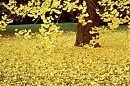 Тянет Осень Покрывало