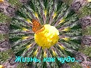 РАЗБУДИТЬ МИЛУЮ