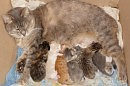 Котята борьба за выживание