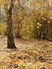 ДВЕ  ДЕРЕВНИ  В  СЕЛЕ  МОЁМ