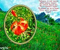Саранки – цветы Байкала