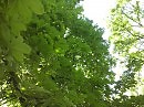 Grass - New day