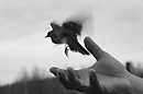 Freedom