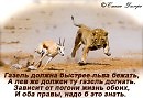 Газель должна быстрее льва бежать