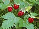 Немного вкуса к жизни никому не помешает))