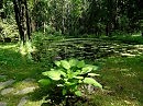 Заросший пруд