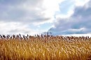 КАМЫШ