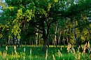 ПОД КРОНОЙ ДУБА
