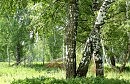 Березы.