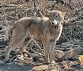 Сколько волка ни корми