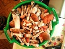 Результат моей сегодняшней " грибной охоты".