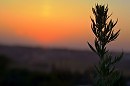 ПОЛЫНЬ -ТРАВА.....слова Светлана Ромашина..музыка  Владимир Родионов