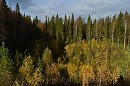 Осенний лес